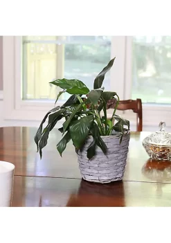 Flash Sale 😀 6.75 in Rattan Wicker Basket Planters with Lining - Set of 5 by Sunnydaze Decor ⌛ -Sunnydaze Decor Shop Belk 3682