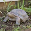 Best reviews of 🧨 Talia the Tortoise Indoor/Outdoor Garden Statue - 12 in by Sunnydaze Decor 🛒